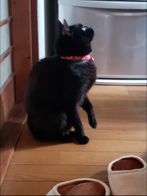 ごはんを待っている猫の写真
