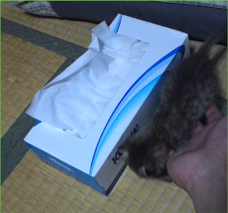 ボックスティッシュと子猫の画像2
