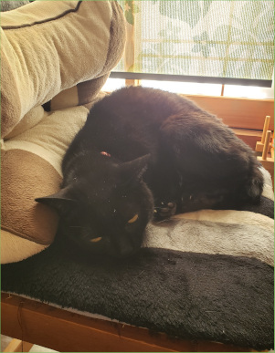 イスで寝る猫の写真