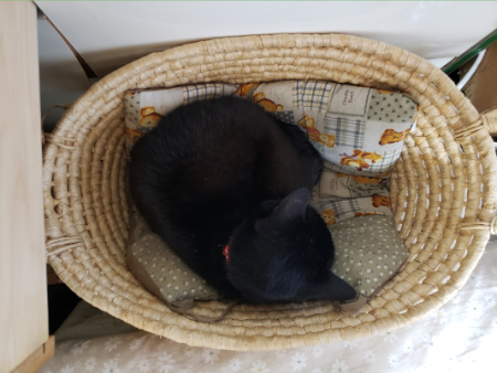 カゴに入って寝る猫の写真