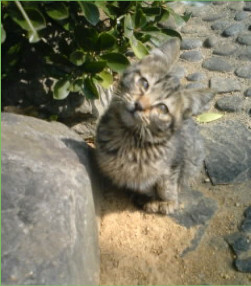 首をかしげる猫の写真