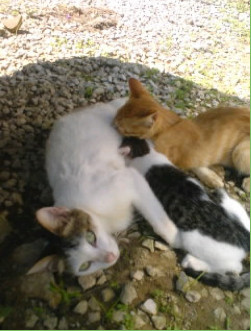 母猫と子猫の写真