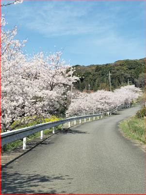 桜並木の写真