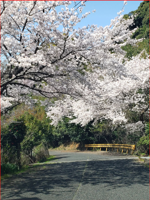 桜のトンネルの写真