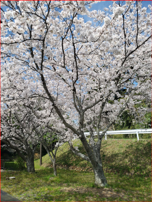 桜の写真２