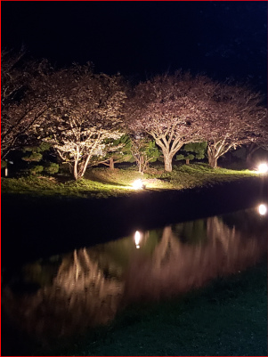 夜桜の写真