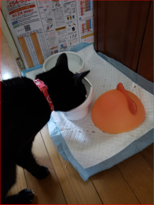 ごはんを食べる猫の画像