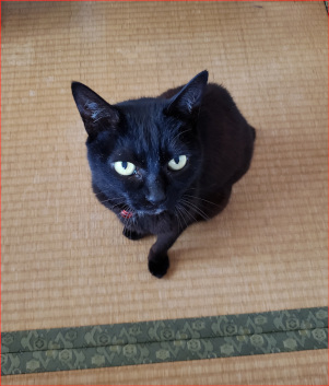 見上げる猫の画像