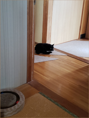 ふて寝する猫の画像