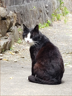 野良猫の画像