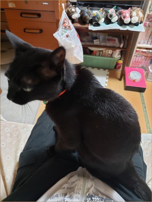 ヒザの上に乗ってくる猫の画像