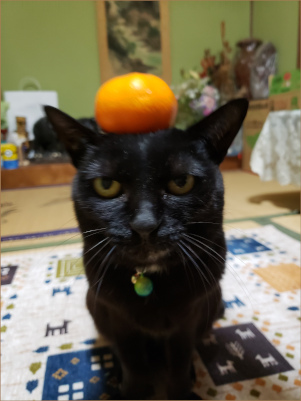 座る黒猫の画像