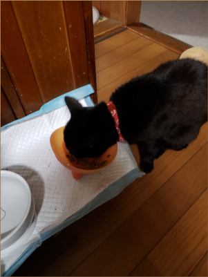 ごはんを食べる猫の画像