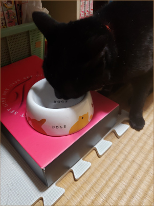 水を飲む猫の画像