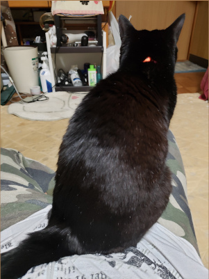 黒猫の後ろ姿の画像