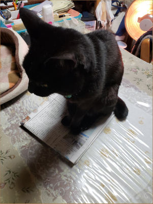新聞紙の上に乗る黒猫の画像