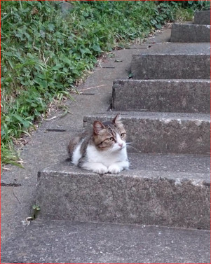 野良猫の画像