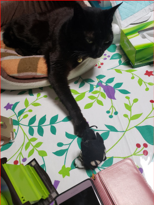 ストラップにじゃれる猫の画像