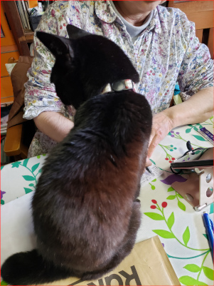 座る黒猫の後ろ姿の画像