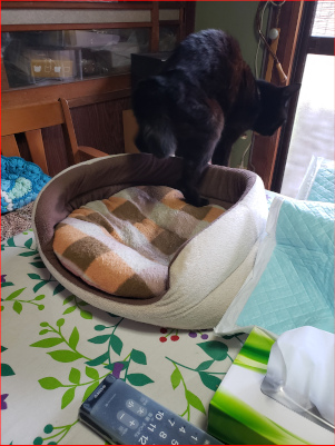 猫の後ろ姿の画像