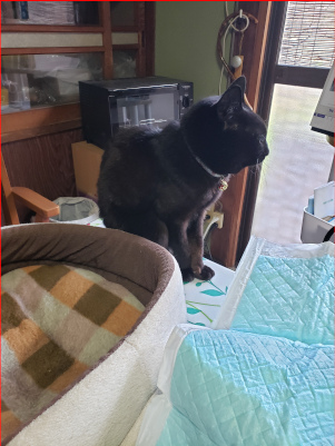 佇む猫の画像