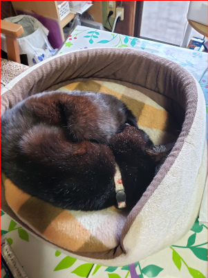 寝る黒猫の画像２
