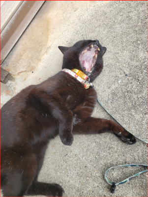 大あくびをする猫の画像