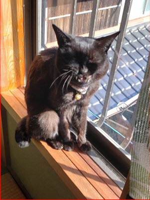 不満を訴えてくる猫の画像