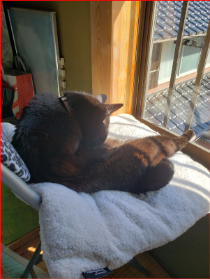 毛づくろいをする猫の画像