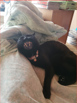 イヤそうな顔をする猫の画像