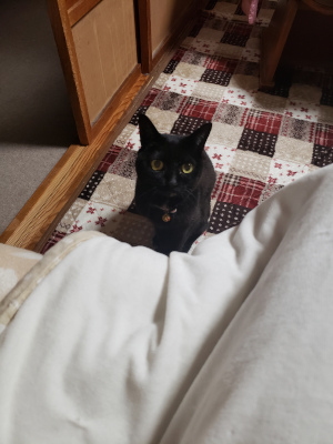 何かを訴えかける猫の画像