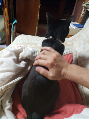 撫でられる猫の画像