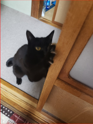 爪とぎをする猫の画像