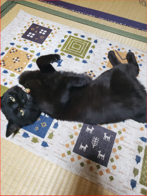 寝転がる黒猫の画像