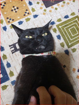 撫でられる猫の画像２