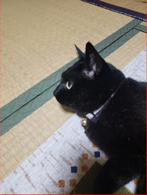 何かに気づく猫の画像