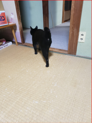 立ち去る猫の画像