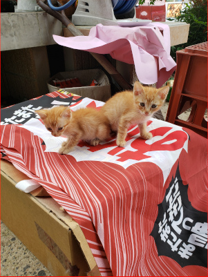 子猫の画像