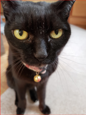 黒猫のアップの画像
