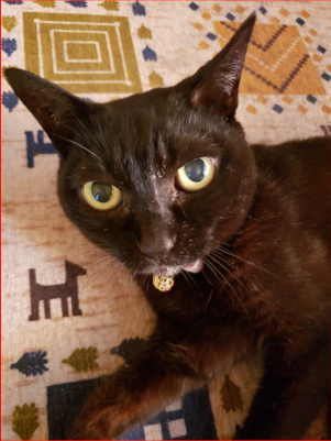 黒猫のアップの画像