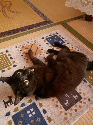 寝転がる黒猫の画像