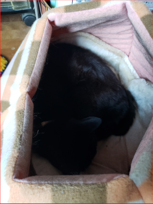 壺ベッドで寝る黒猫の画像