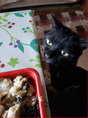 弁当を眺める猫の画像
