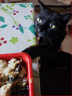 手を伸ばす猫の画像