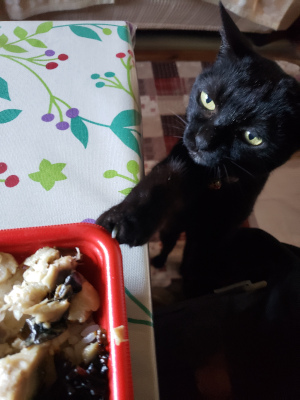 手を伸ばす猫の画像２