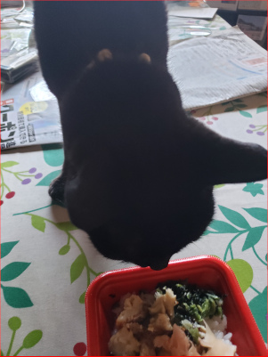 弁当に鼻を近づける猫の画像