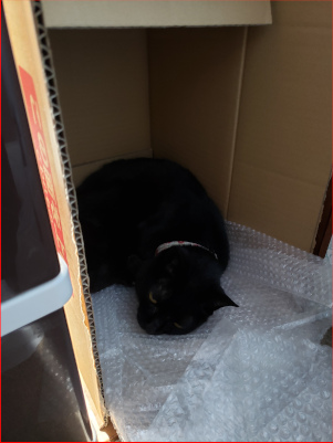 ダンボール箱の中で寝る猫の画像