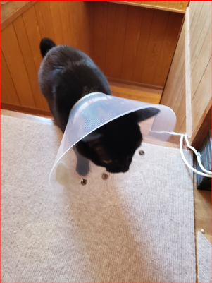 階段を駆け上がる猫の画像２