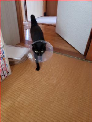 エリザベスカラーを着けた猫の画像