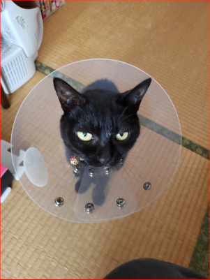 座ってこちらを見つめる猫の画像